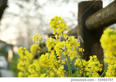 強姦開花 強姦開花 50469797