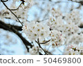 櫻花 50469800