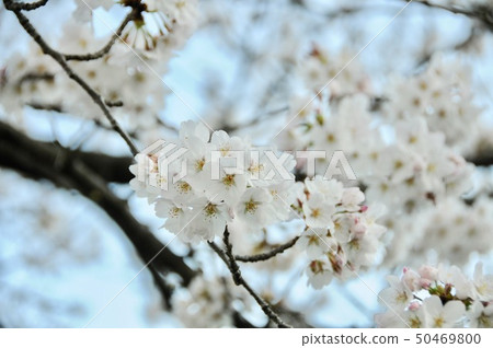 櫻花 50469800