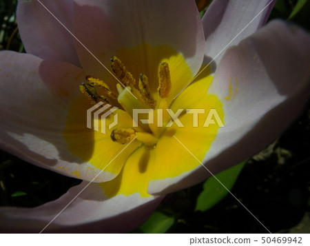 Tulip Tulip 50469942