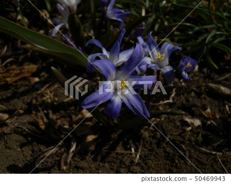 Tionodoxa Tionodoxa 50469943