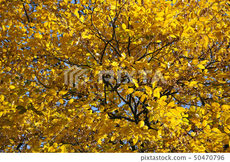 Yellow leaves of the ash-tree in sunlight in Autum Yellow leaves of the ash-tree in sunlight in Autum 50470796