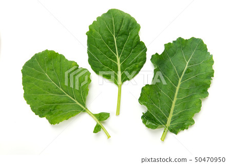 Collard Kale Collard Kale 50470950