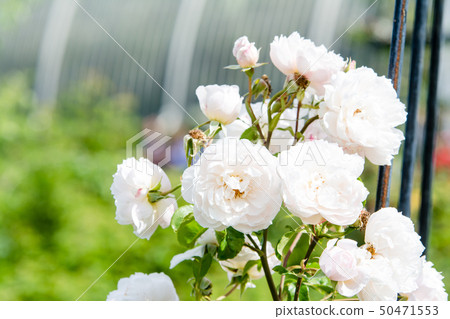 Thin pink rose in full bloom 50471553