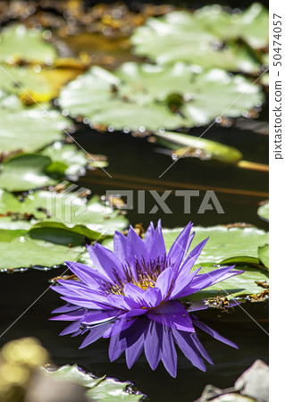 Beautiful Purple lotus and shadow reflected  50474057
