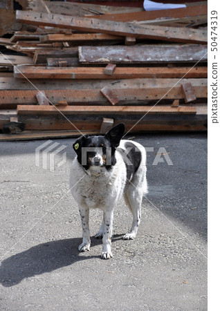 Black and white pye-dog looking at the camera Black and white pye-dog looking at the camera 50474319