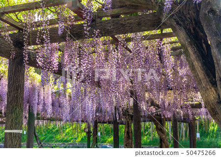 Rakushakufuji Tennogawa Park Rakushakufuji Tennogawa Park 50475266