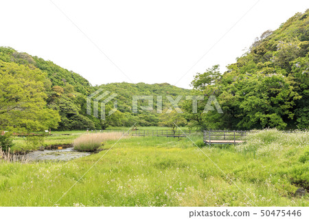 Oami generation (spring) Oami generation (spring) 50475446