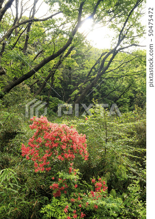 Oami一代(春天) Oami一代(春天) 50475472