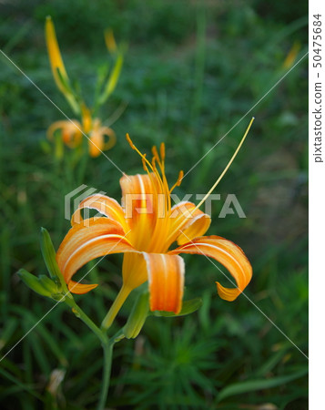 Akino Sregusa (Forget-me-not Fall) Akino Sregusa (Forget-me-not Fall) 50475684