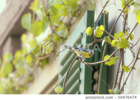 Blue tits birds on a vine branch 50476474