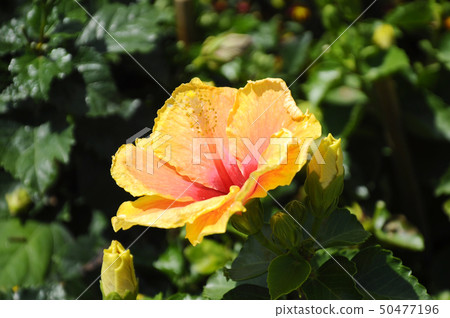 Hibiscus rosa-sinensis 50477196