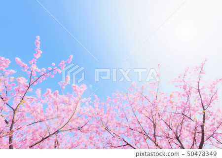 Sakura anime style 50478349