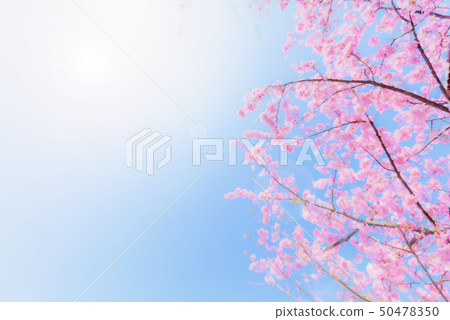 Sakura anime style 50478350