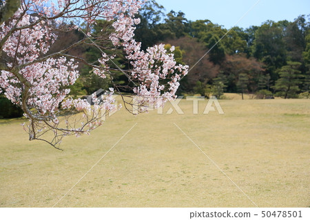 Higanzakura盛開 50478501