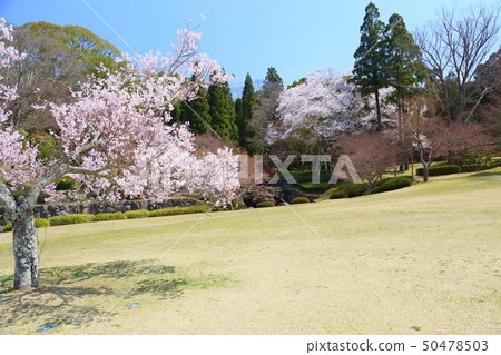 Higanzakura盛開 50478503