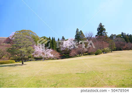 Higanzakura盛開 Higanzakura盛開 50478504