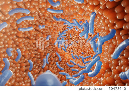 Intestinal villi, mucosa intestinal. Bacteria and microbes in intestines. Microscopic villi and 50478640