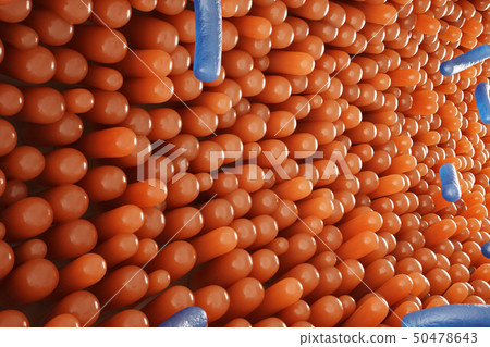 Intestinal villi. Intestine lining. Microscopic capillary. Human intestine. Concept of a healthy or 50478643