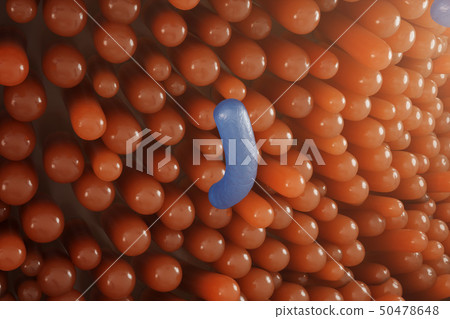 Intestinal villi. Intestine lining. Microscopic capillary. Human intestine. Concept of a healthy or 50478648