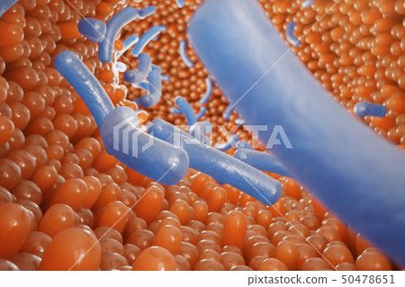 Intestinal villi. Intestine lining. Microscopic capillary. Human intestine. Concept of a healthy or Intestinal villi. Intestine lining. Microscopic capillary. Human intestine. Concept of a healthy or 50478651