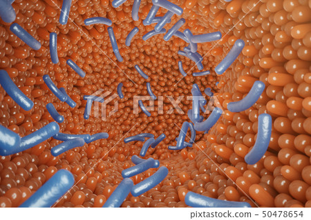 Intestinal villi. Intestine lining. Microscopic capillary. Human intestine. Concept of a healthy or 50478654