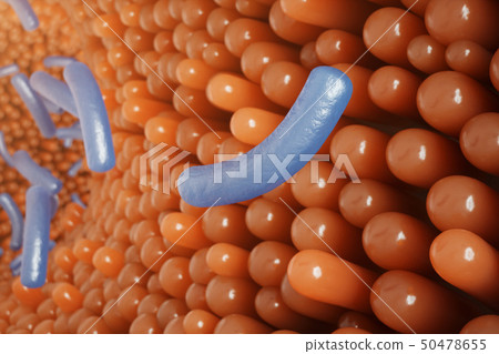Intestinal villi, mucosa intestinal. Bacteria and microbes in intestines. Microscopic villi and 50478655