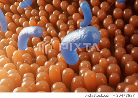 Intestinal villi. Intestine lining. Microscopic capillary. Human intestine. Concept of a healthy or 50478657