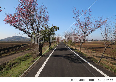 Tsukuba Kurigaura Rinrin Road, Tsukuba City Landscape 50478666