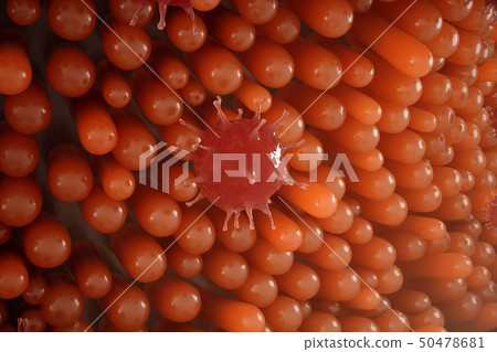 Intestinal villi. Intestine lining. Microscopic capillary. Human intestine. Concept of a healthy or 50478681