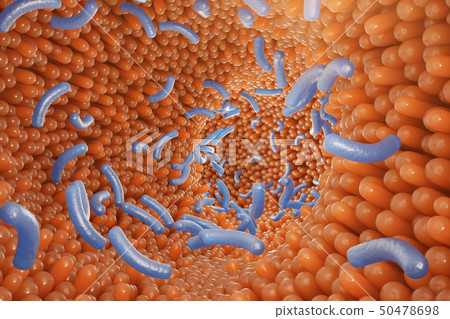Intestinal villi. Intestine lining. Microscopic capillary. Human intestine. Concept of a healthy or 50478698
