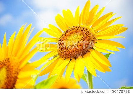 向日葵 50478758