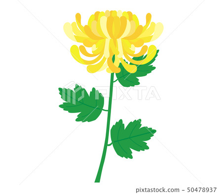 Chrysanthemum 50478937