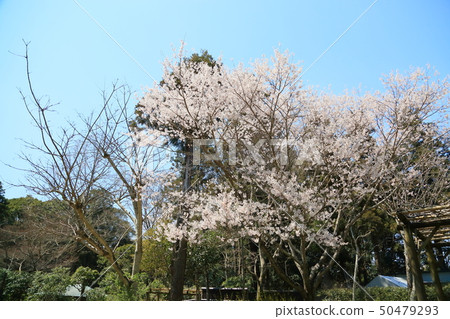 Yakushi cherry blossoms Yakushi cherry blossoms 50479293