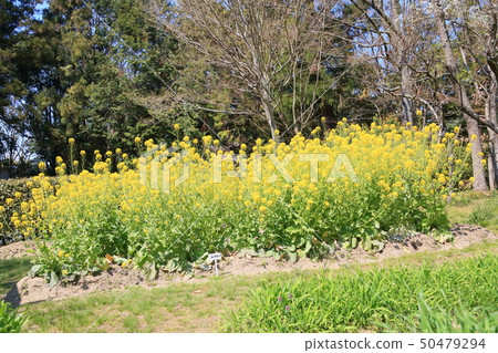 Turnip flowers Turnip flowers 50479294