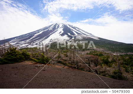 We look at Mt. Fuji of spring from the back garden We look at Mt. Fuji of spring from the back garden 50479300