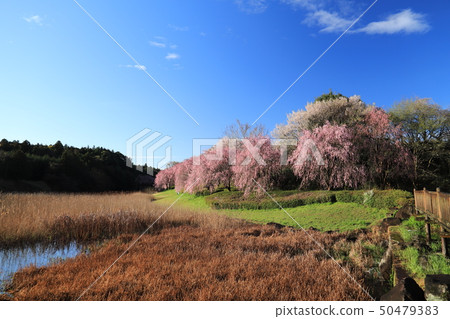 A hill with a landform landscape of Shioka, Ishioka city 50479383