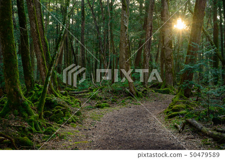 Trekking course of Mt. Fuji 50479589