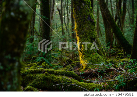 富士山樹的圖像 富士山樹的圖像 50479591