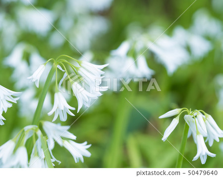 Mitsukadonegi 50479640