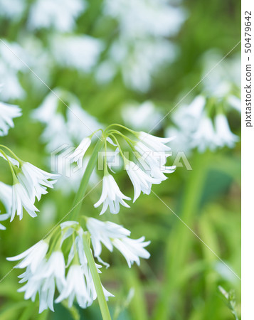 Mitsukadonegi 50479642