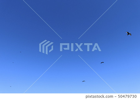 Sea birds flying in the sky 50479730