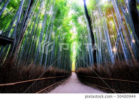 Arashiyama Bamboo Forest famous place Kyoto Japan Arashiyama Bamboo Forest famous place Kyoto Japan 50480944