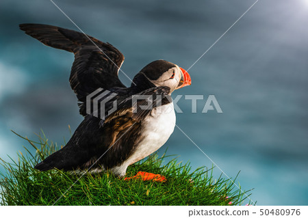 Wild Atlantic puffin seabird in the auk family. 50480976