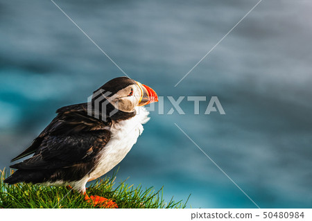 Wild Atlantic puffin seabird in the auk family. 50480984