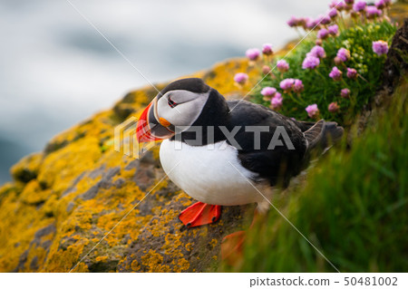 Wild Atlantic puffin seabird in the auk family. Wild Atlantic puffin seabird in the auk family. 50481002