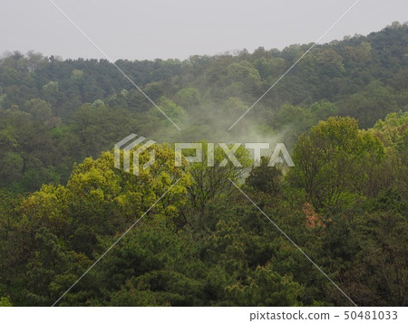 Korean pine forest, pine pollen, pine powder 50481033