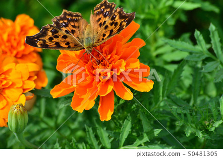 Photograph taken with orange marigold flower and butterfly (Kitetaha) close up Photograph taken with orange marigold flower and butterfly (Kitetaha) close up 50481305