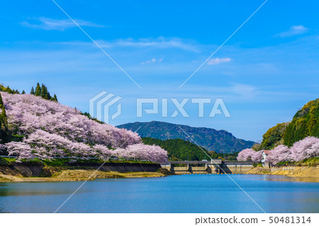 Cherry blossoms of Niwagi Dam Takeo City, Saga Prefecture Cherry blossoms of Niwagi Dam Takeo City, Saga Prefecture 50481314