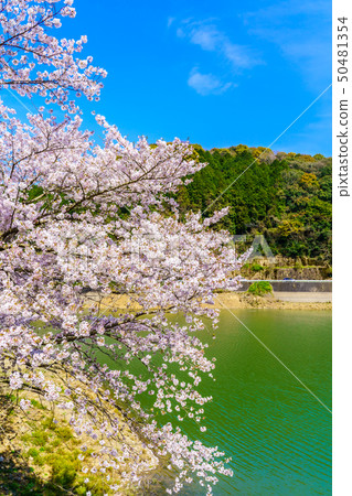Cherry blossoms of Niwagi Dam Takeo City, Saga Prefecture Cherry blossoms of Niwagi Dam Takeo City, Saga Prefecture 50481354